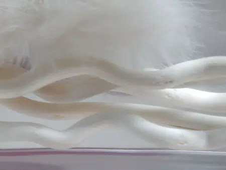 Landscape with Feather Duster